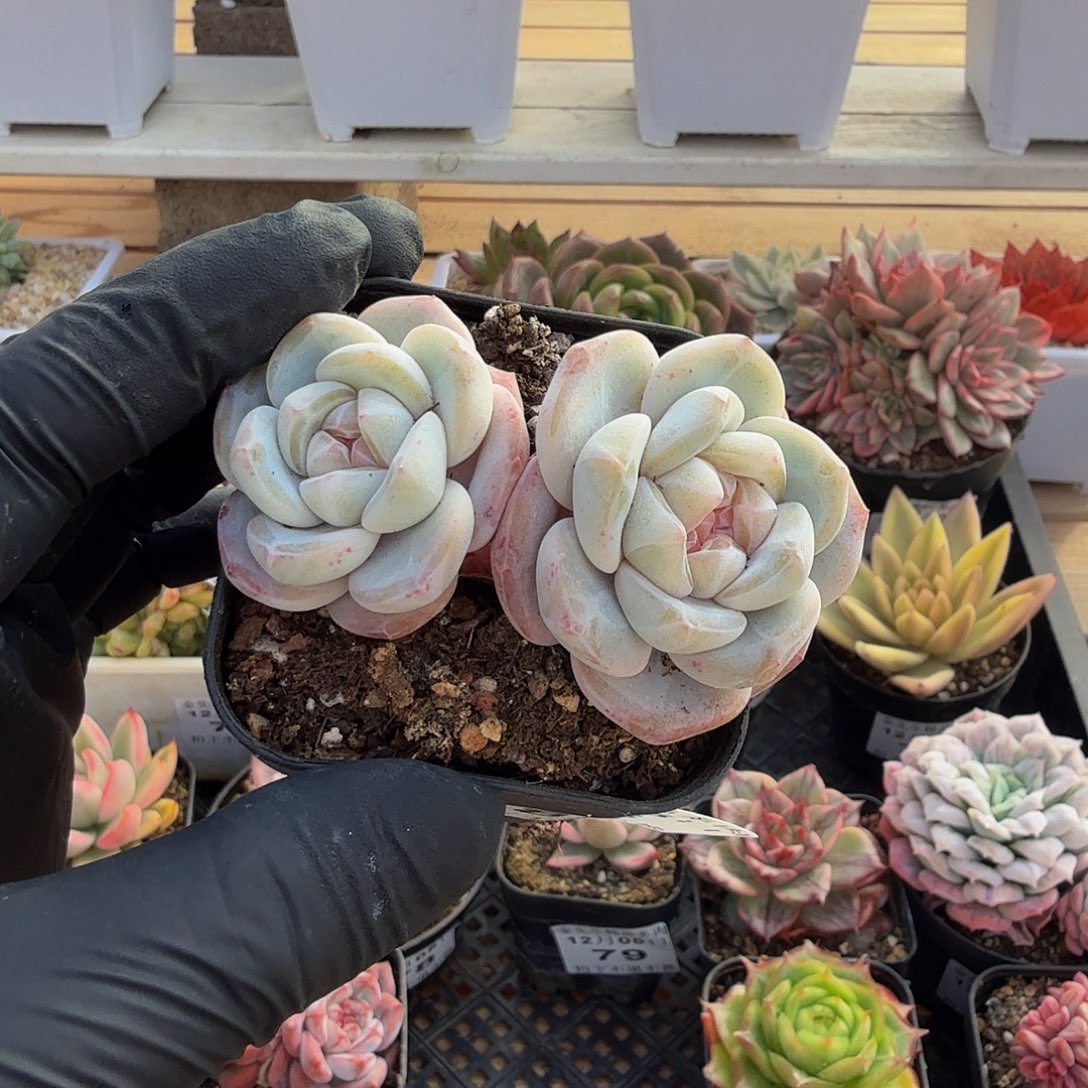 1205-85冰玉杂双头