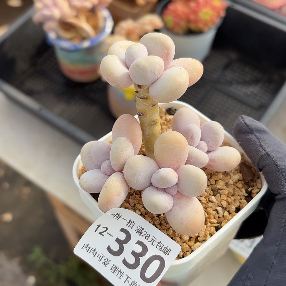 蛋黄奶无盆土发货