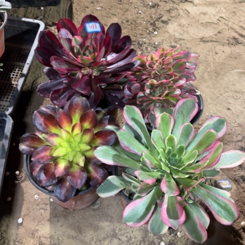 588多肉植物组合