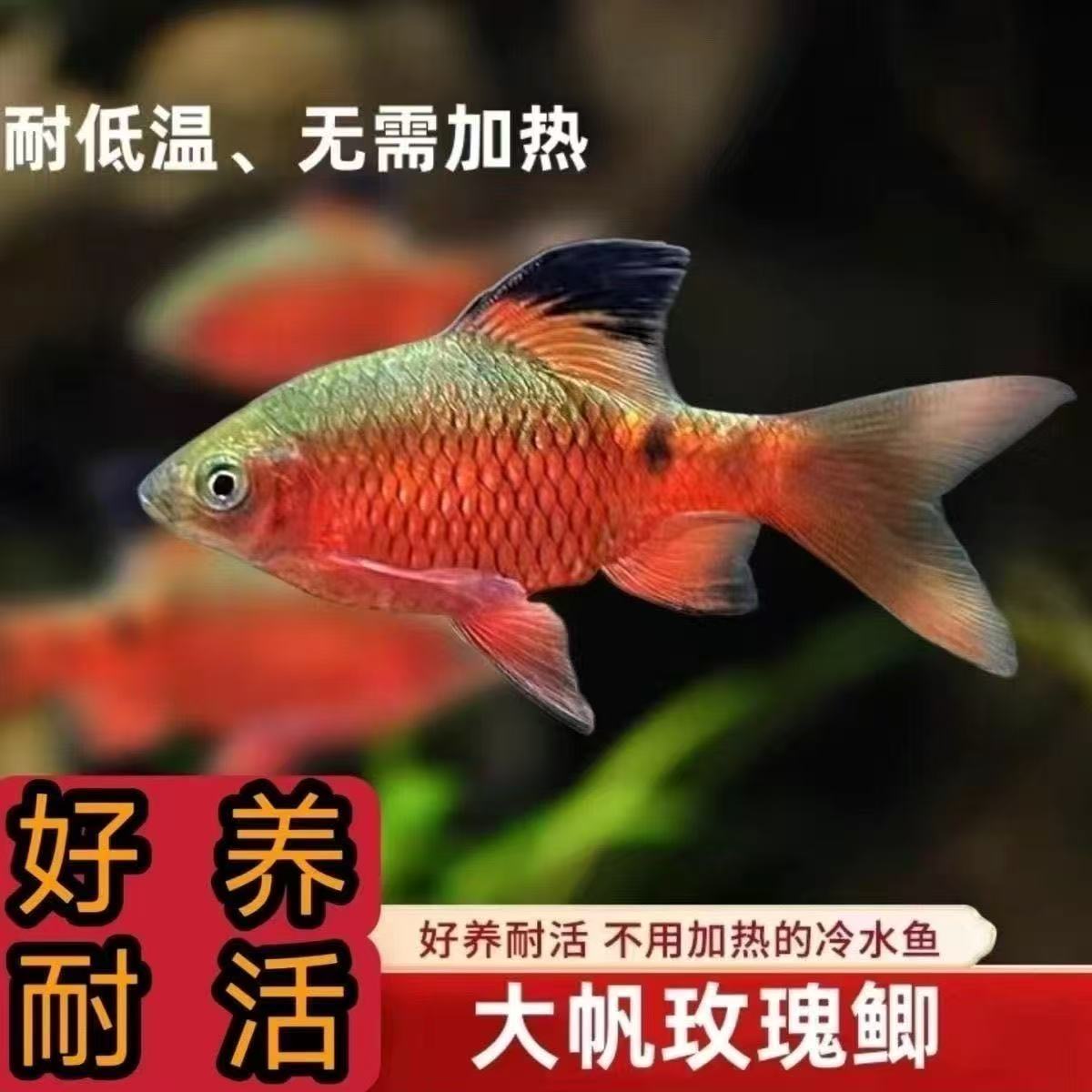 大帆玫瑰鲫冷水小型观赏鱼耐活好养适合新手造景草缸溪流缸群游