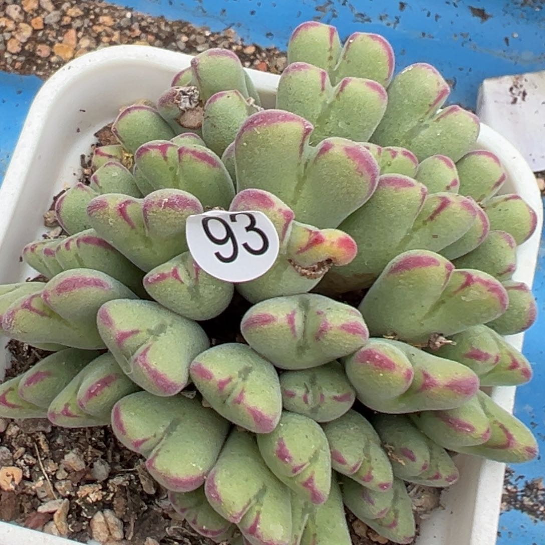 多肉植物111111111111111