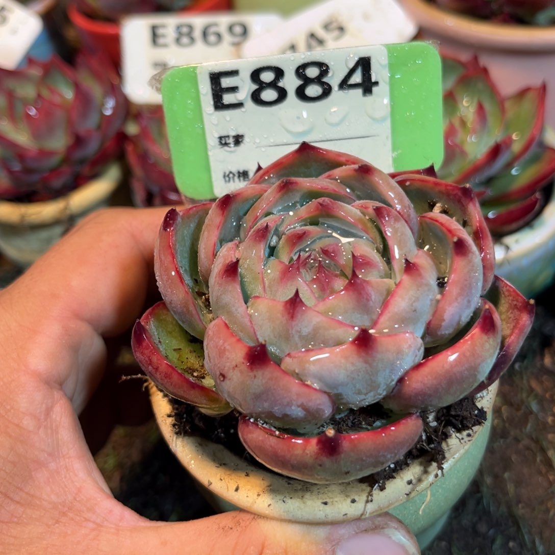 惊鸿一瞥884号多肉