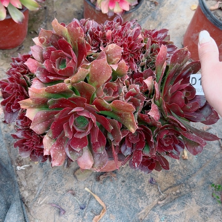 157玫瑰缀多肉一起玩