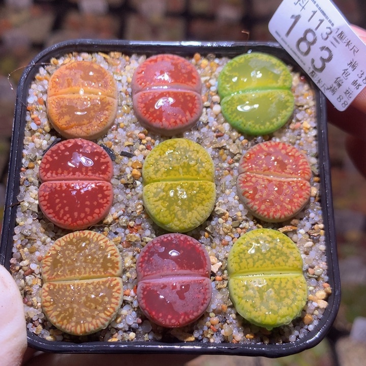 精品生石花113.183