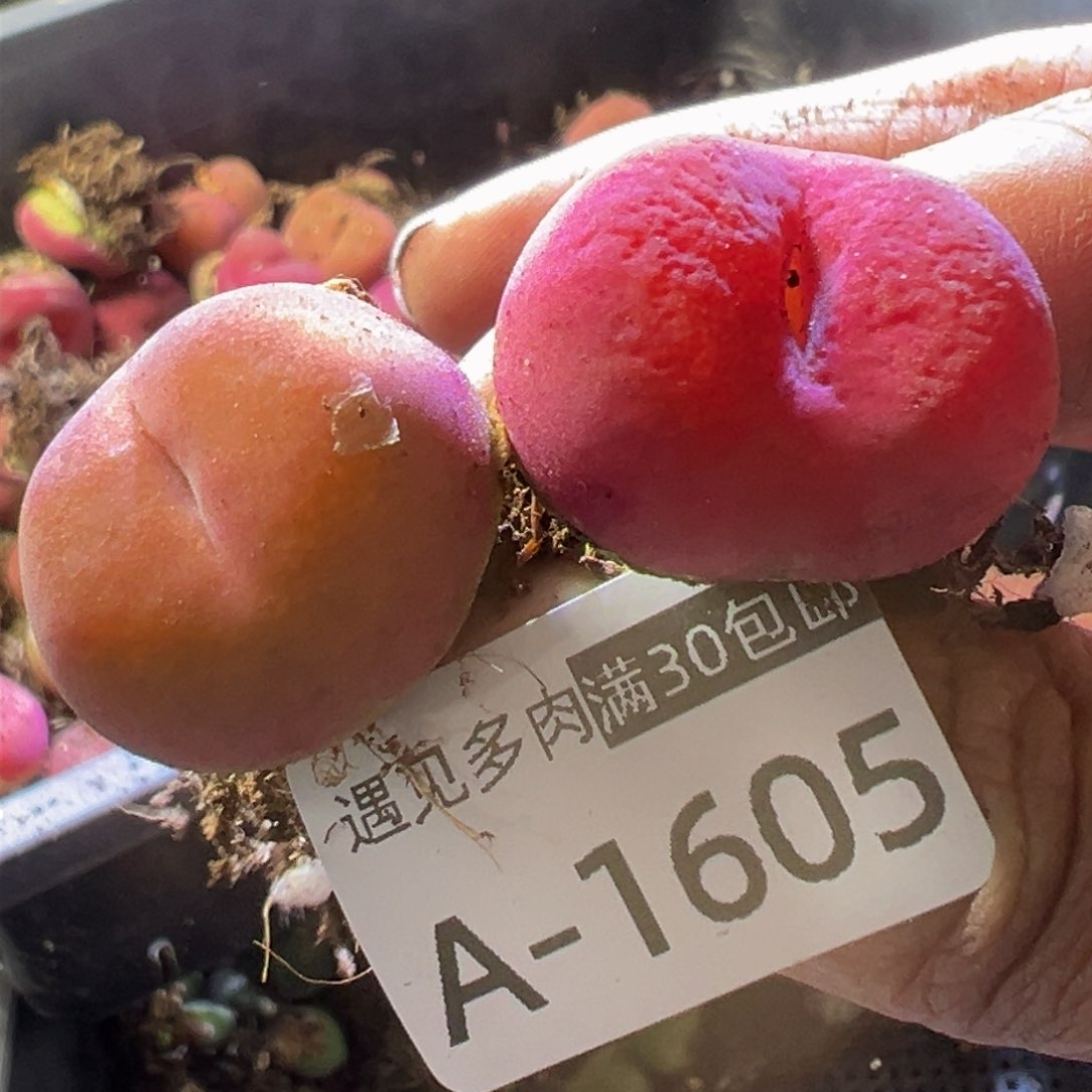 多肉植物1111111111111111