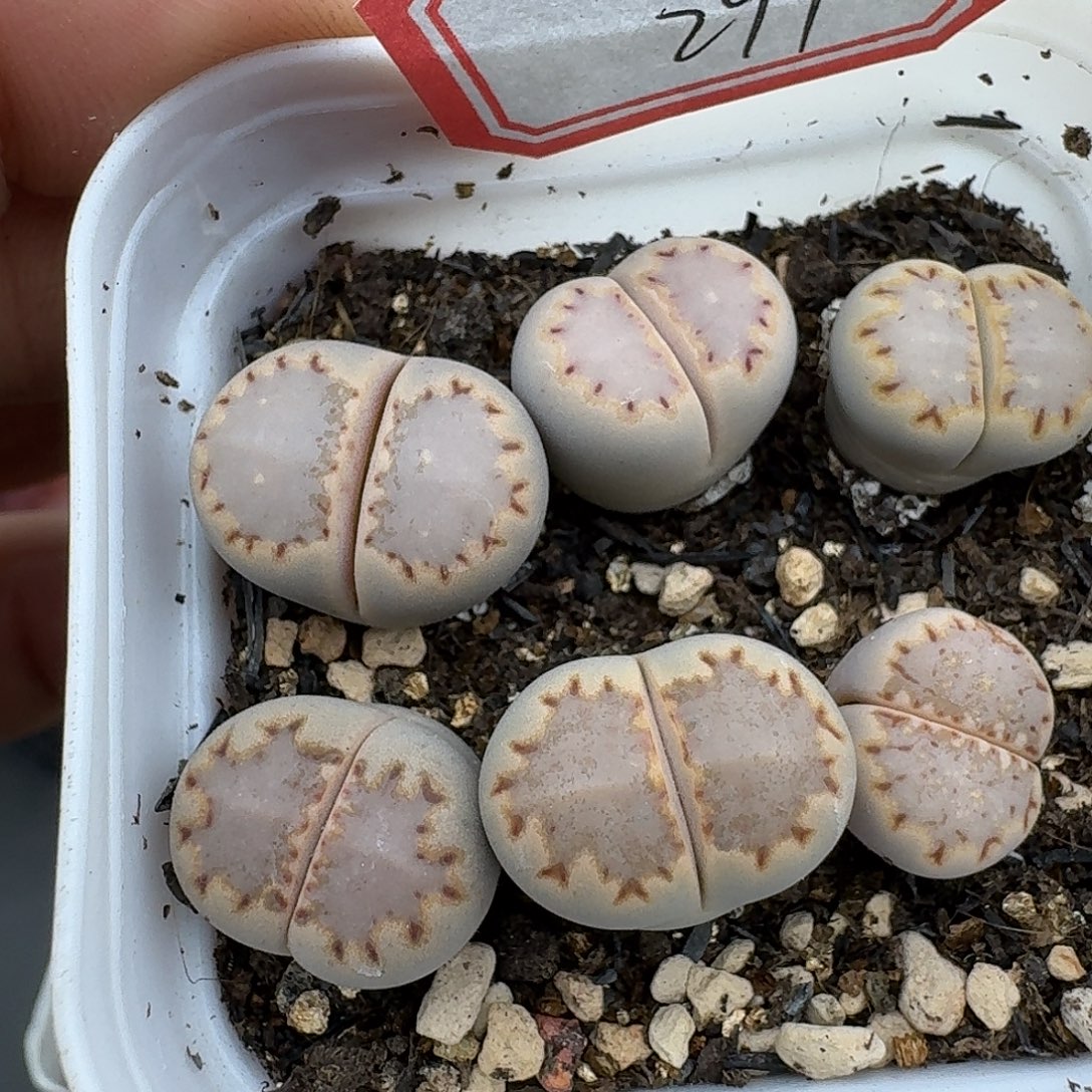 291多肉哈哈哈哈哈哈哈