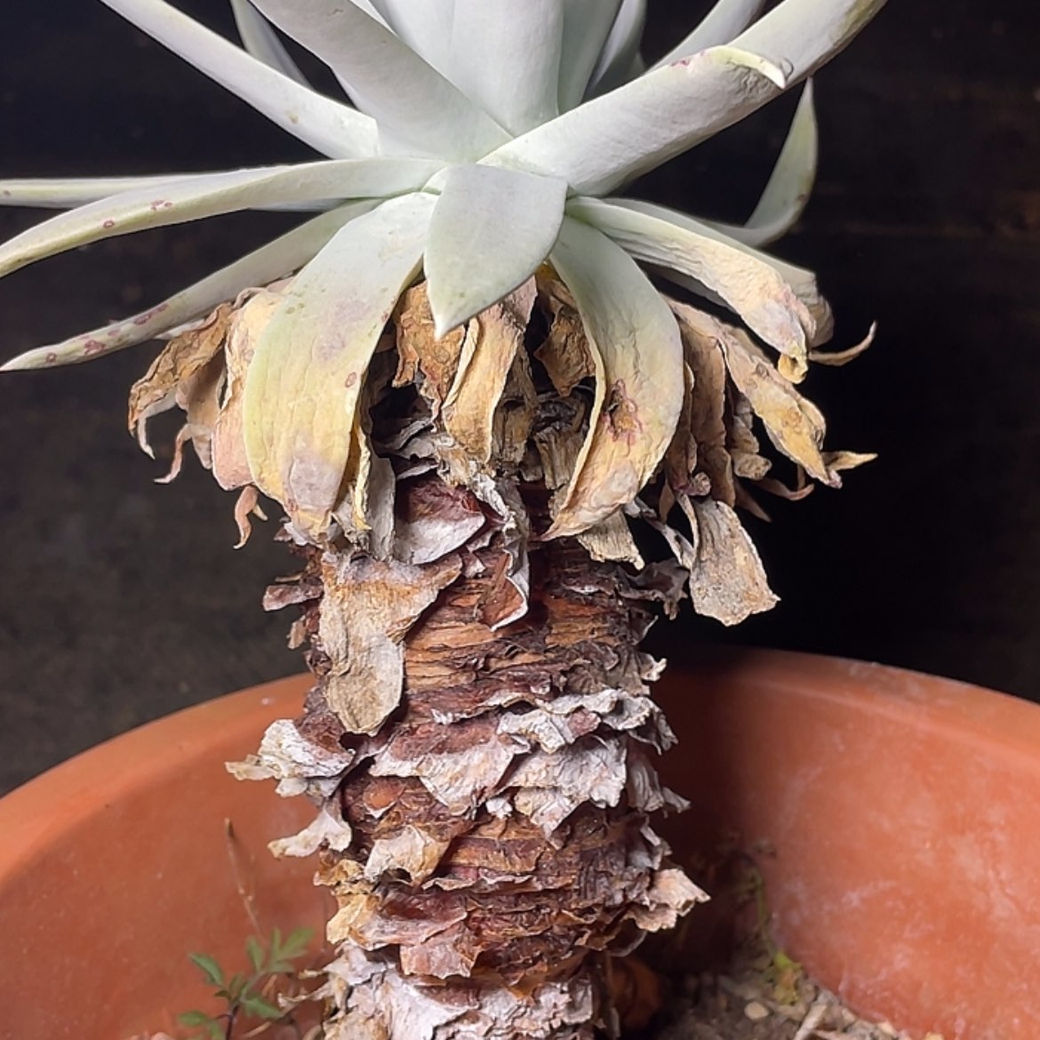 【闪购商品】雪山老庄