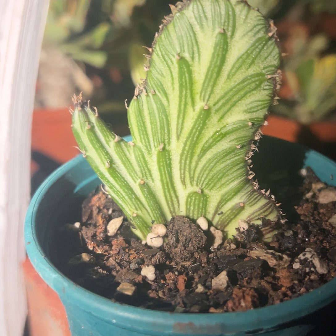 天龙缀化多肉植物