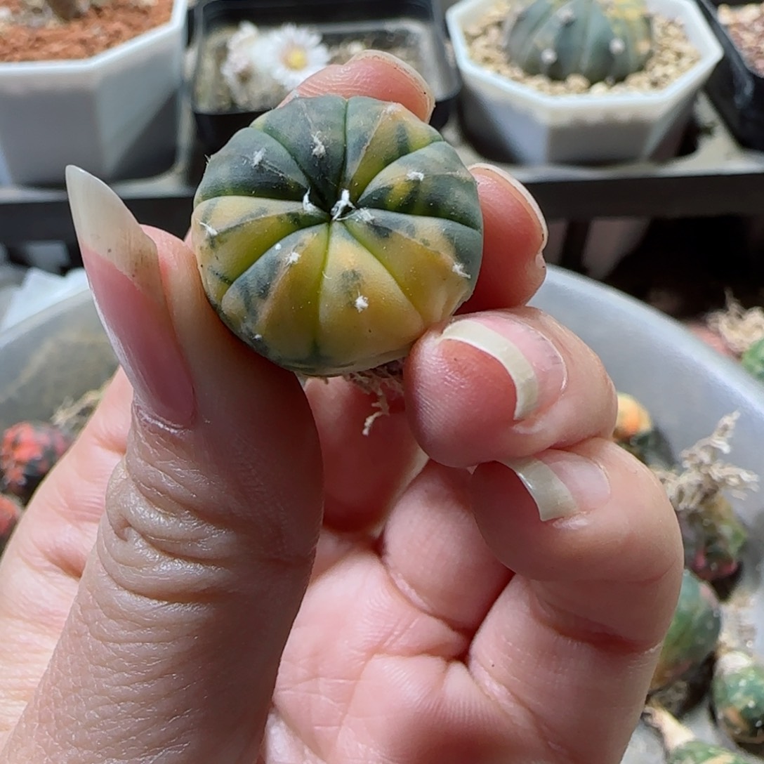 000000000多肉000000000