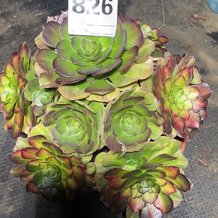 826海王七彩3-2花