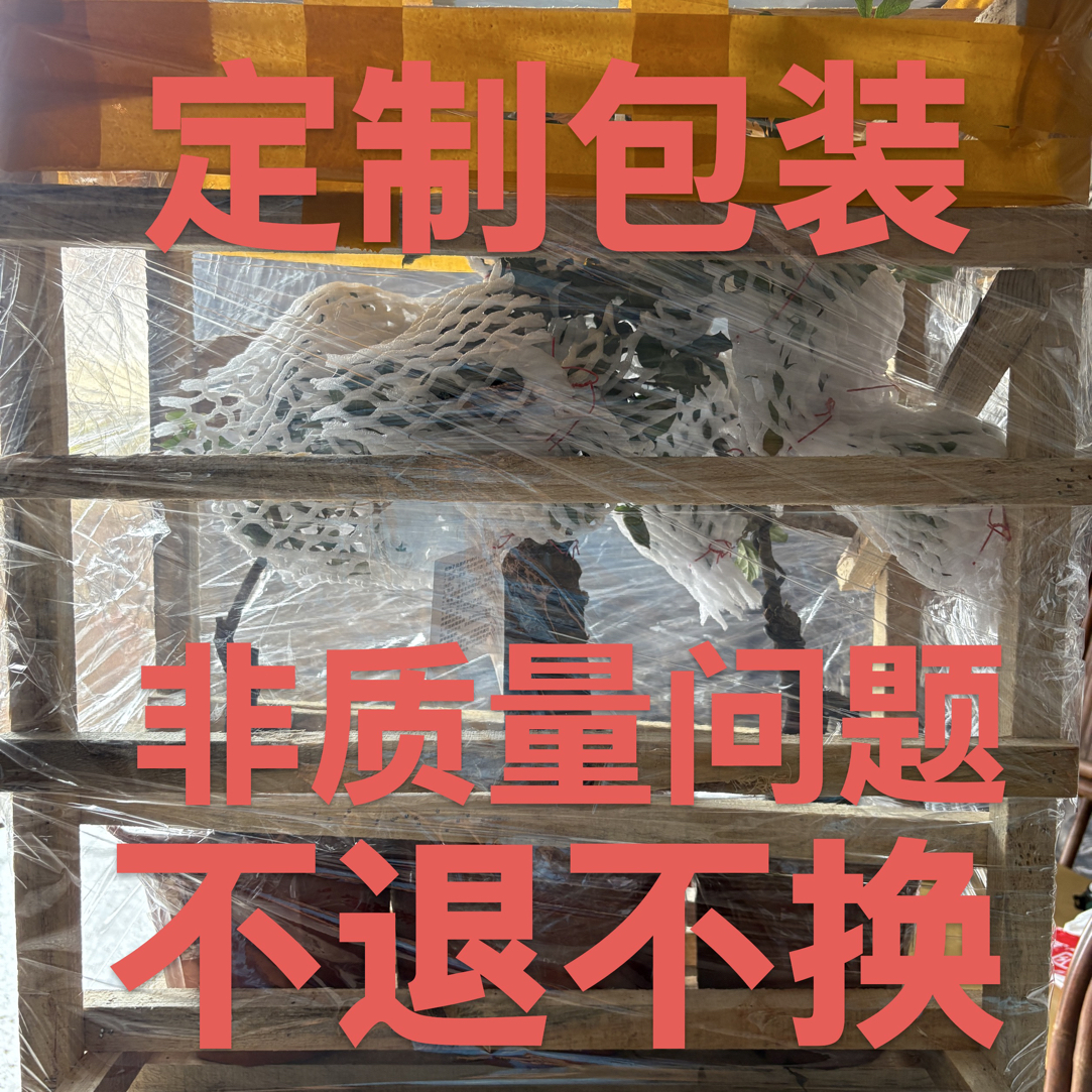直播间一物一拍自选盆景好品种果形