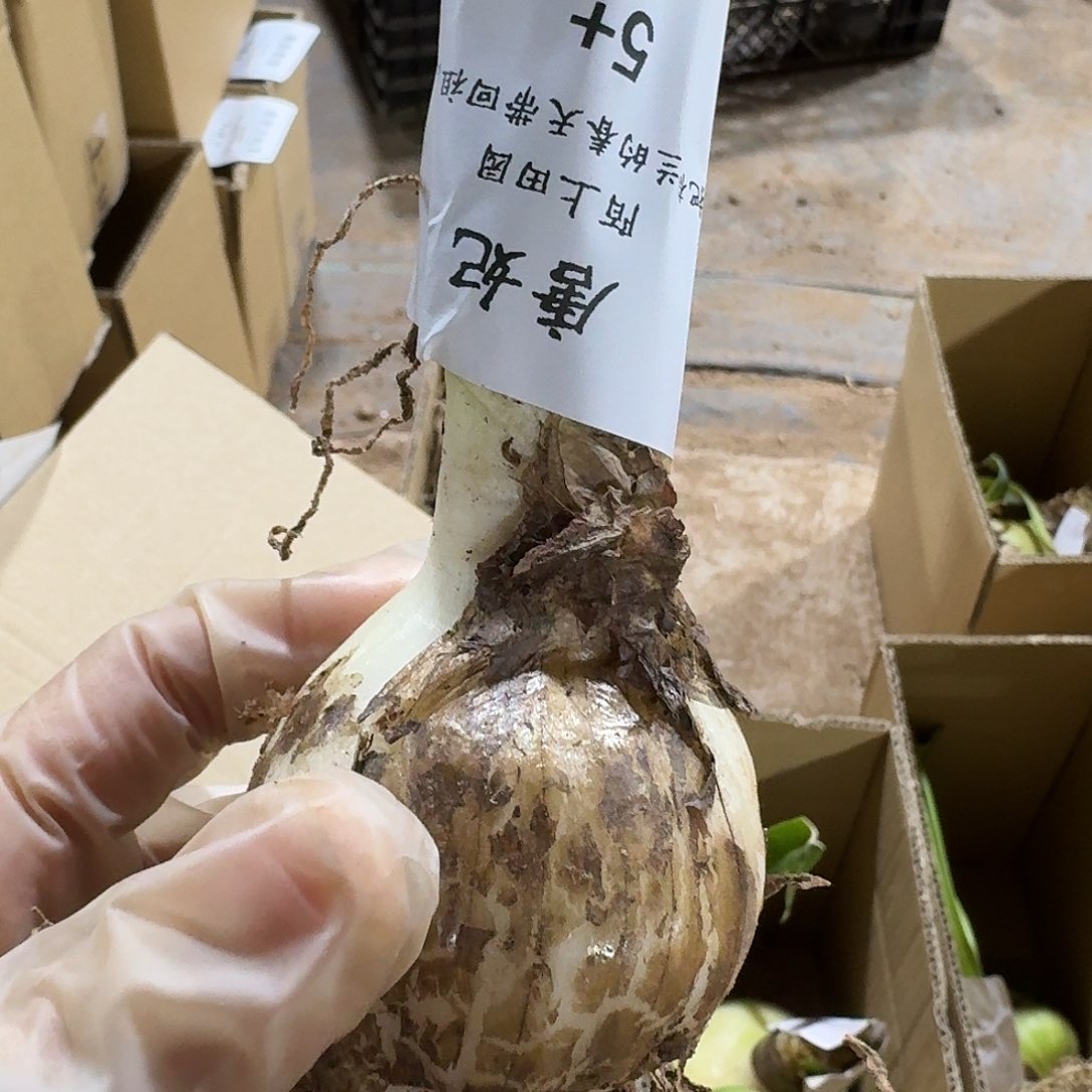 唐妃5+裸球闪购。 