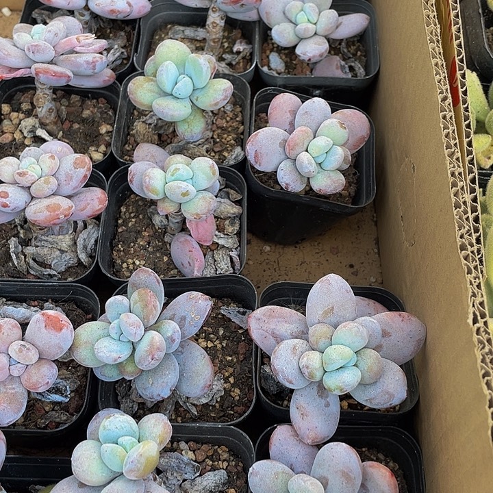 雪美人带盆土发货