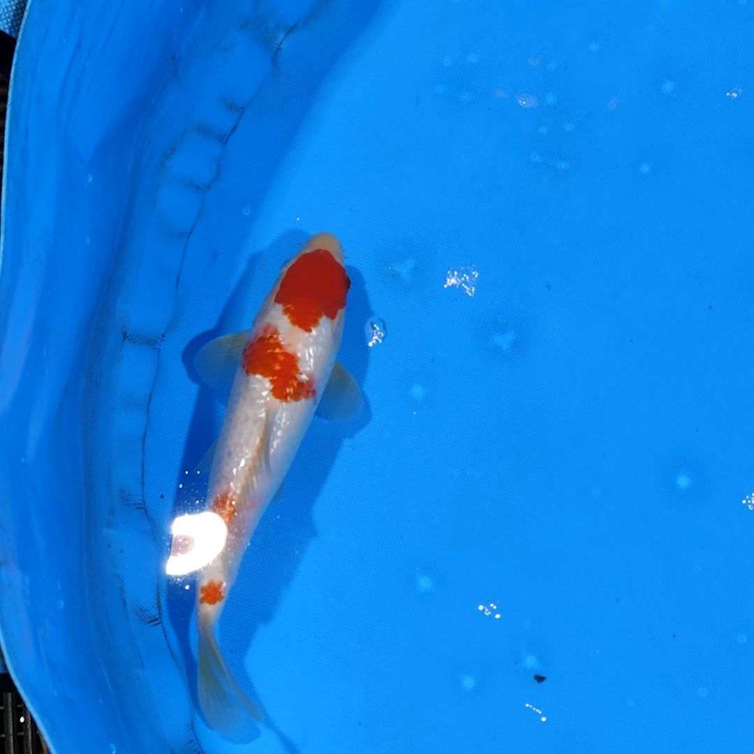 锦鲤25公分红白不寄养手术过