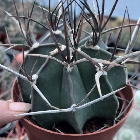 当前无花栽培后可以开花实生大水牛角