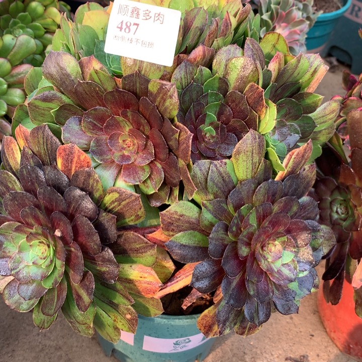 487花月夜多肉植物特价