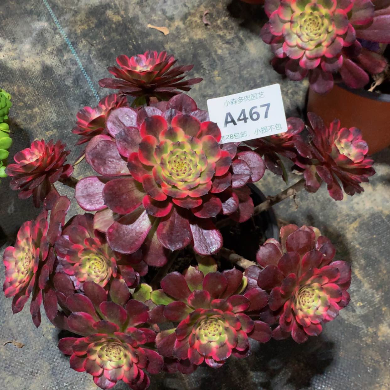 【闪购商品】467黑金多肉