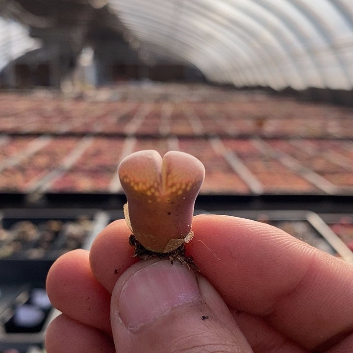 29120一个一个一个