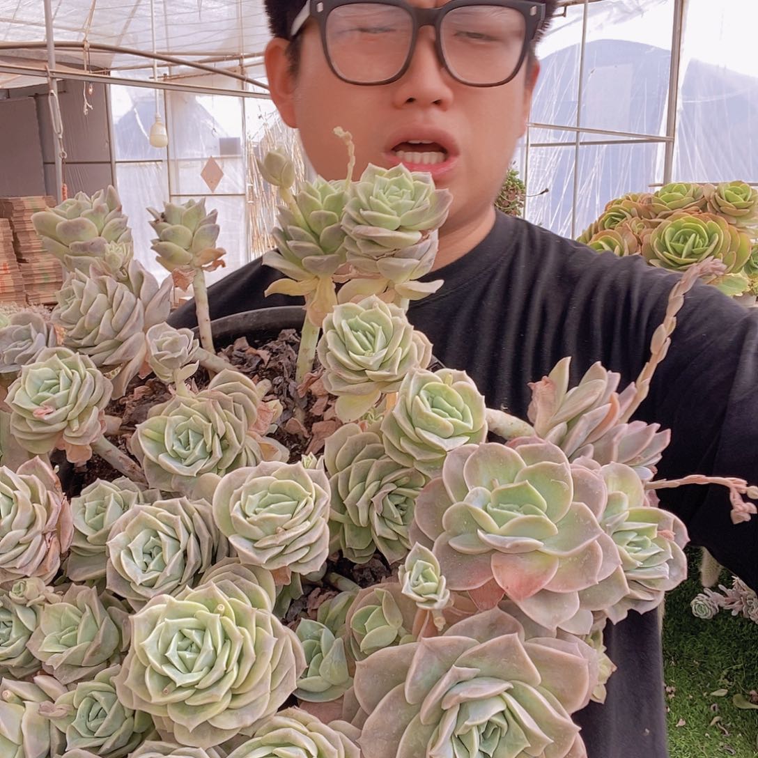 超大号巨无霸可爱玫瑰带盆土特价