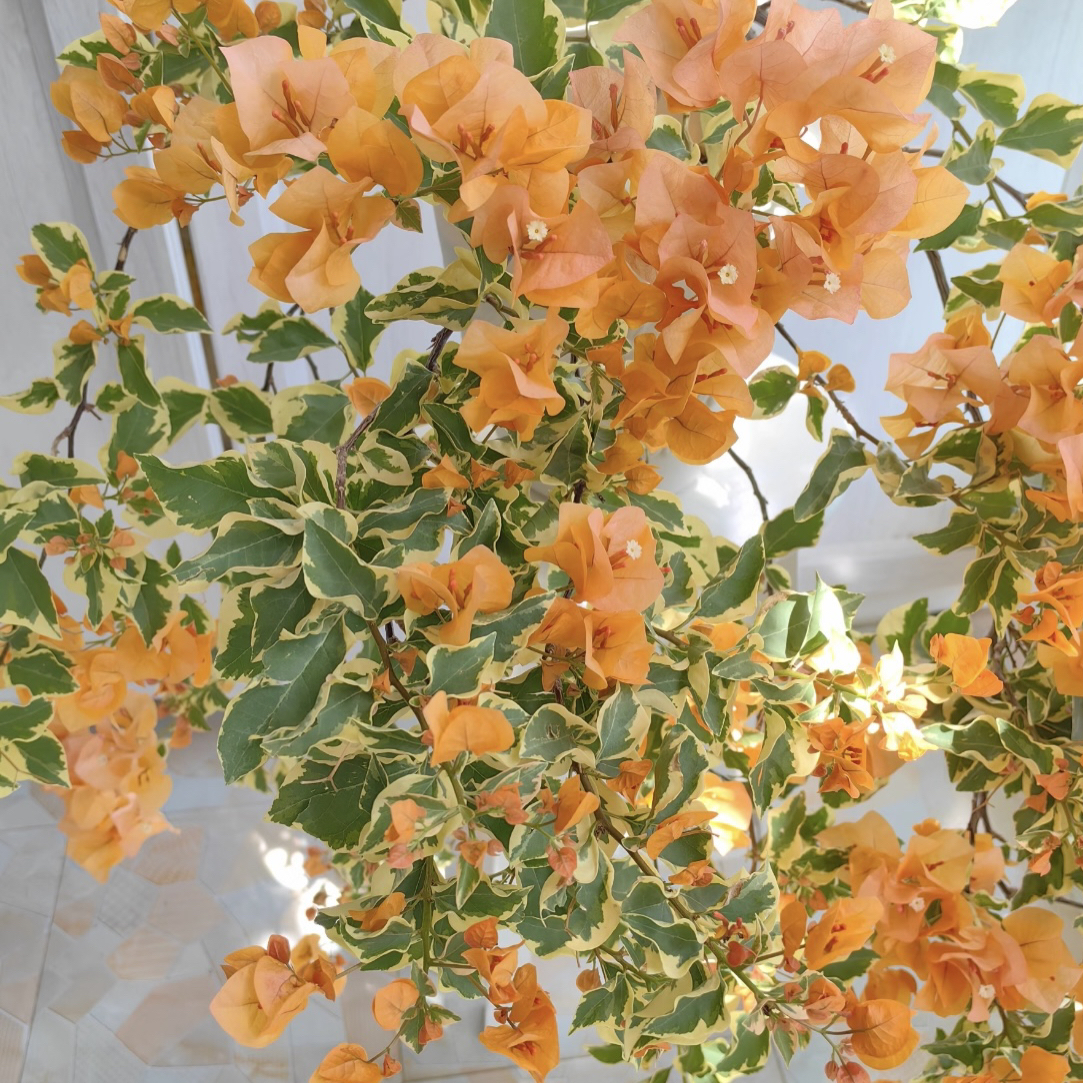 【黎明三角洲】四季开花（落花落叶不售后一个月内换盆不售后）源宝