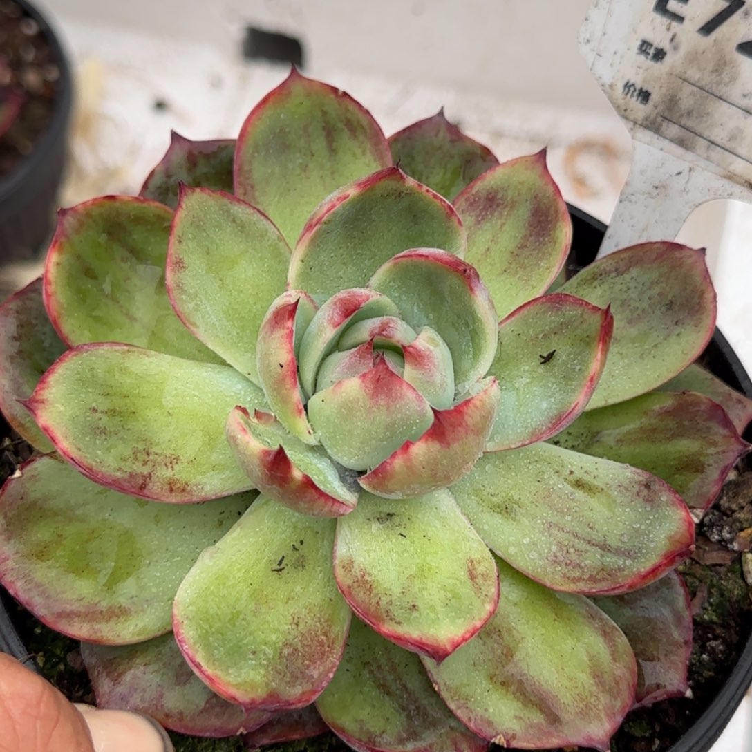 惊鸿一物一拍包装收缩花旱724