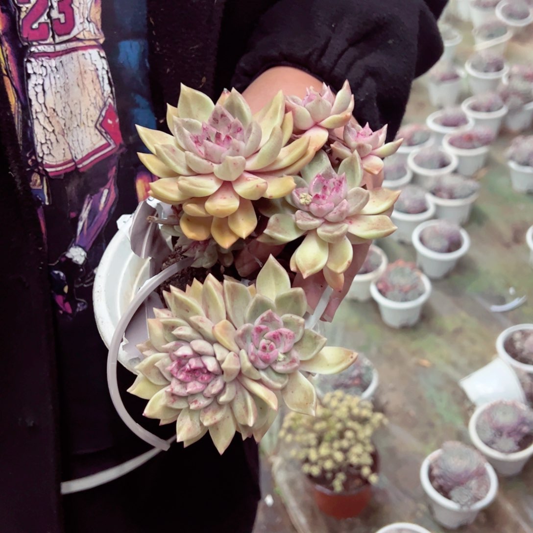 油漆桶带血斑160杯多肉