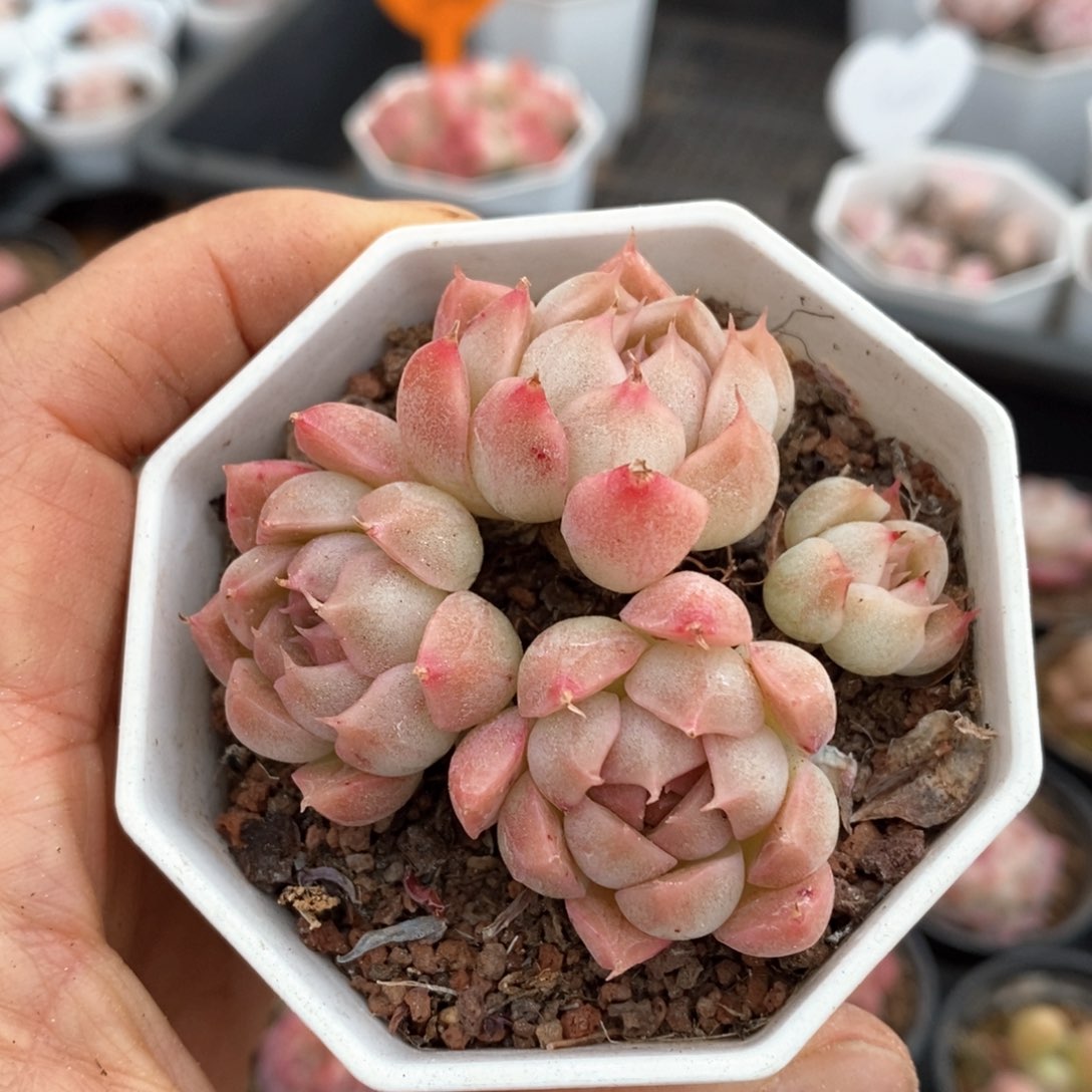 精品多肉一物一拍不包整160