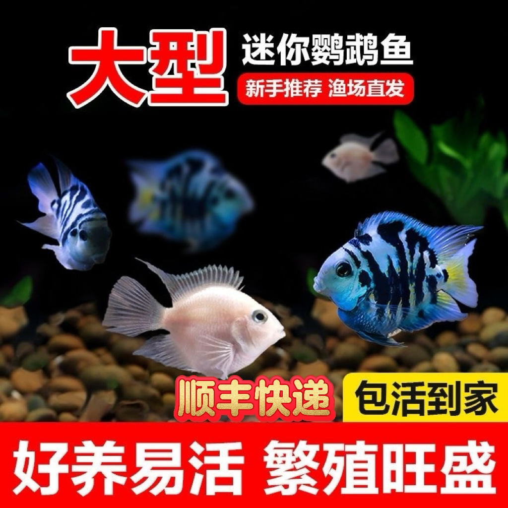 【大号】迷你鹦鹉鱼短鲷鱼耐活繁殖爆缸自己产卵带娃观赏鱼