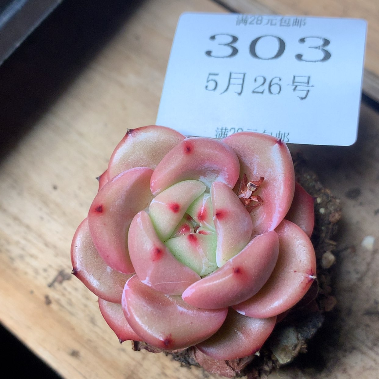 【闪购商品】云303号