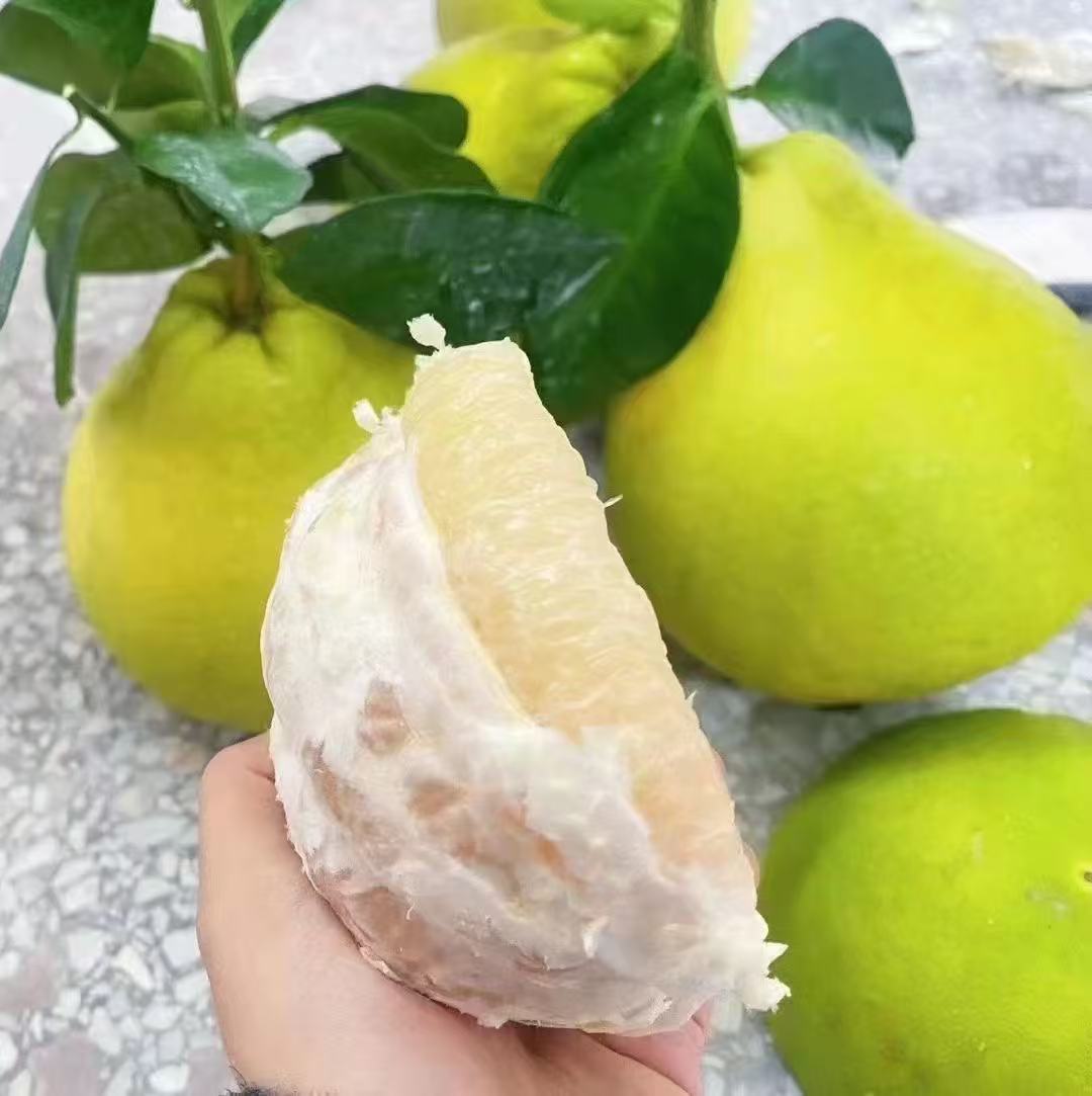 湖南江永香柚老树柚子