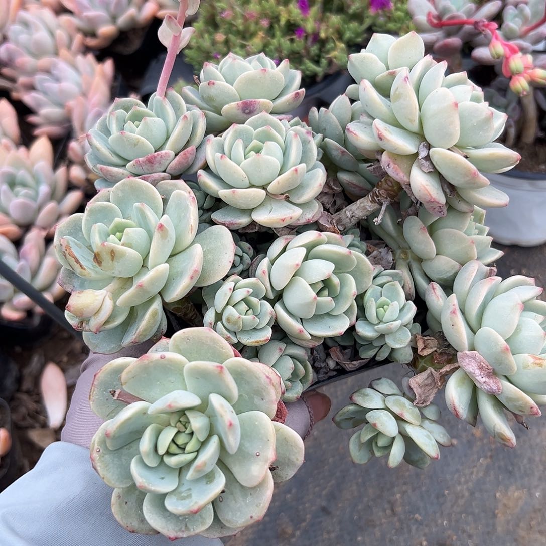 多肉植物香草老庄