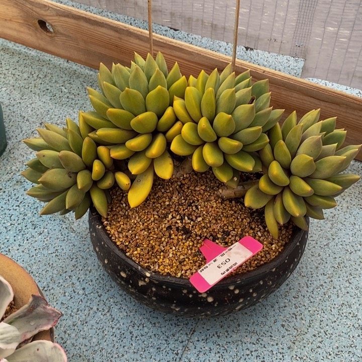 053象牙肉肉肉肉肉