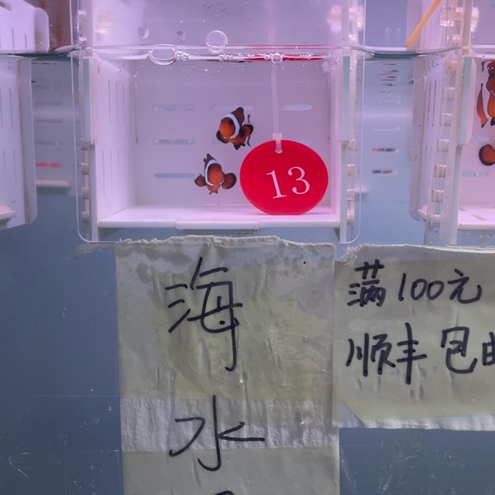 海水鱼精品玛瑙一对4左右