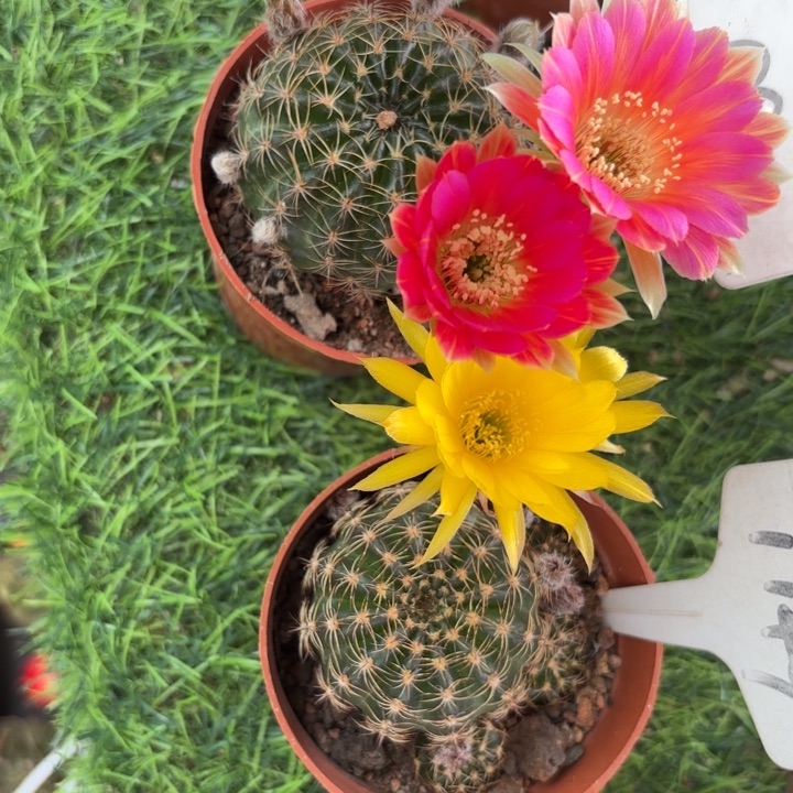 完全开放歌***强9950 1149摘花脱土发货