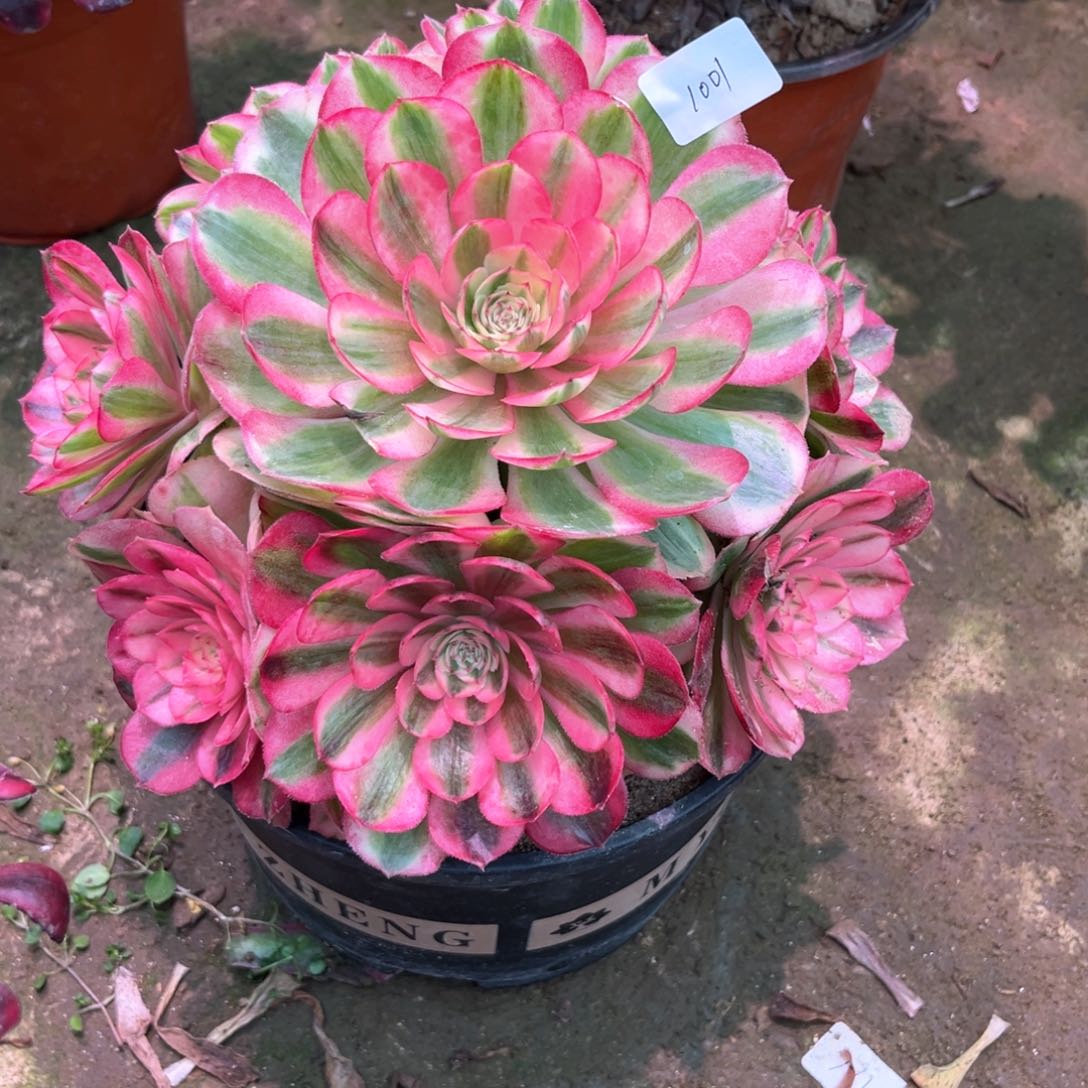 多肉植物倾城1005