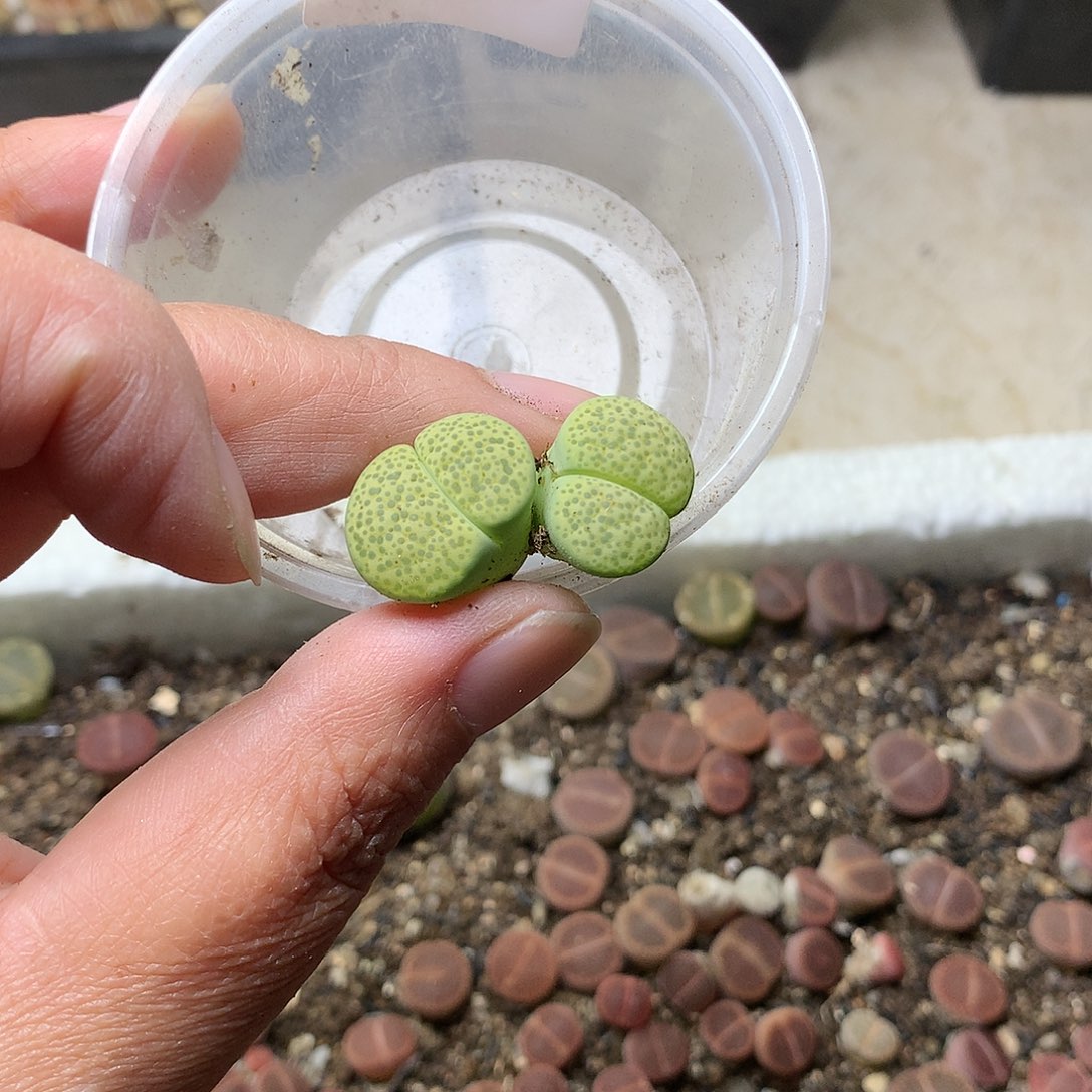x****qD250多肉植物保护