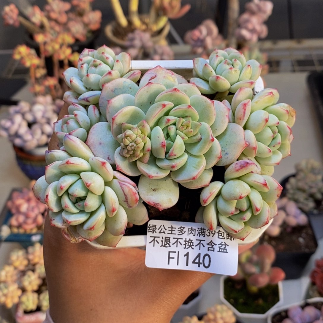 140丸叶香草多肉8cm