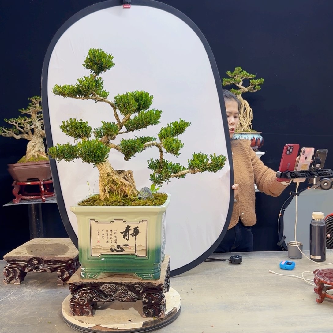 高端盆景艺术作品