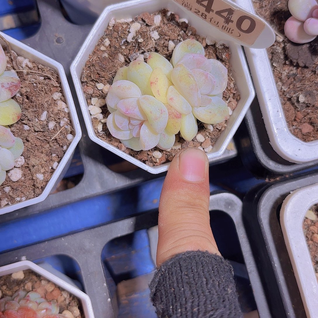 E440冰玉石化一物一拍