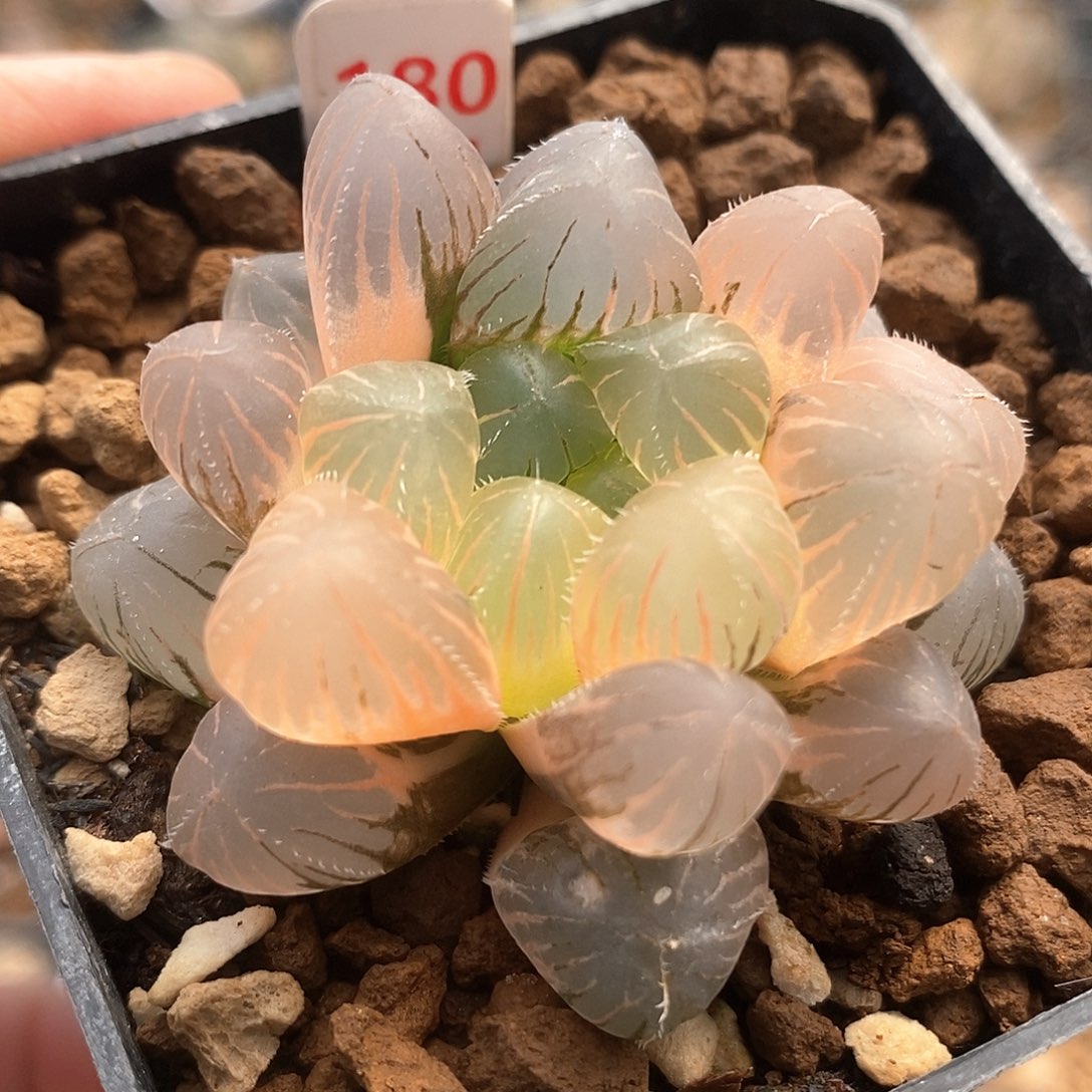 180号蓝镜玉露锦一物一拍的