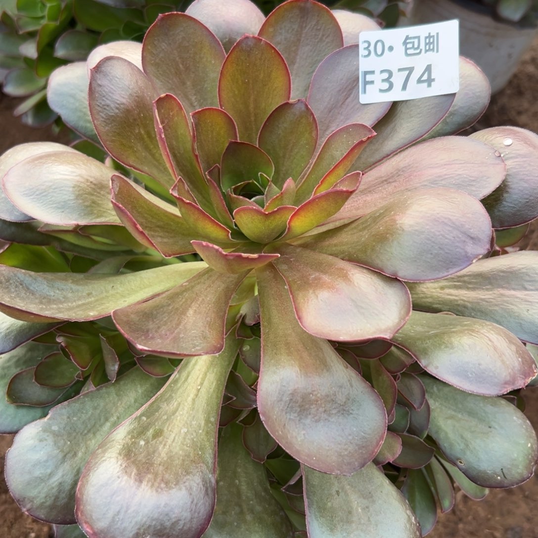 374 多肉法师魅金