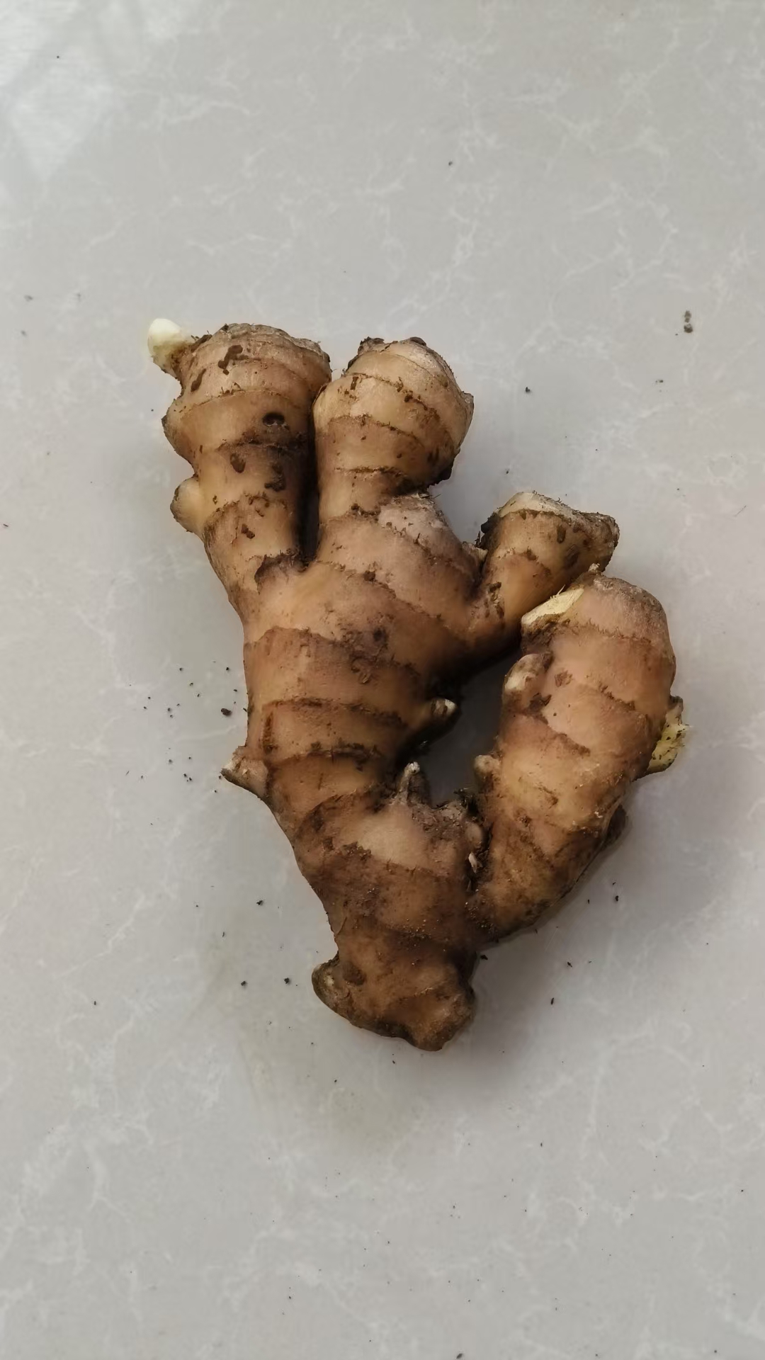 山东25年泥姜用大黄豆土杂肥培育的大黄姜口感好作品为证假一赔十