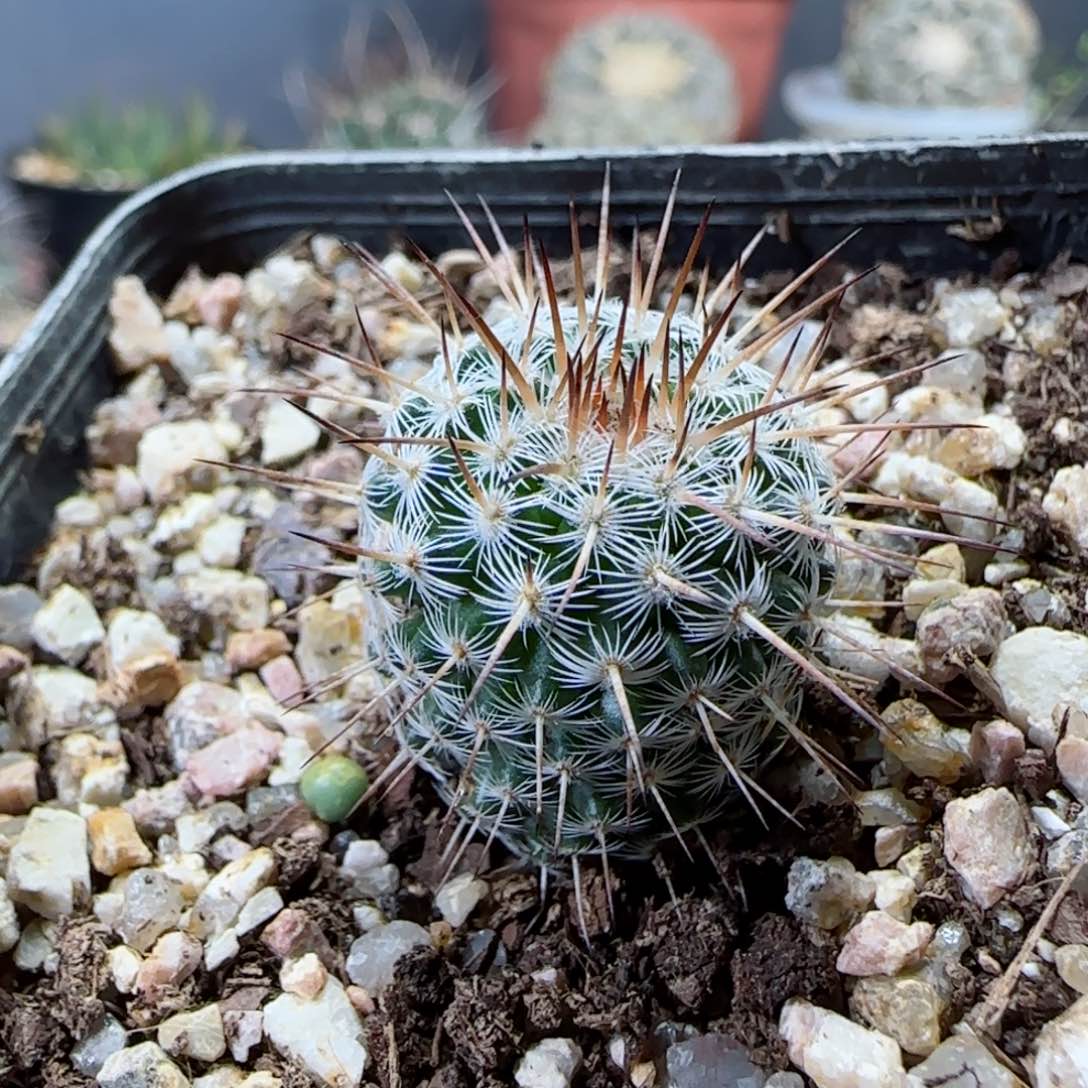 1265实生白王丸多肉1.9