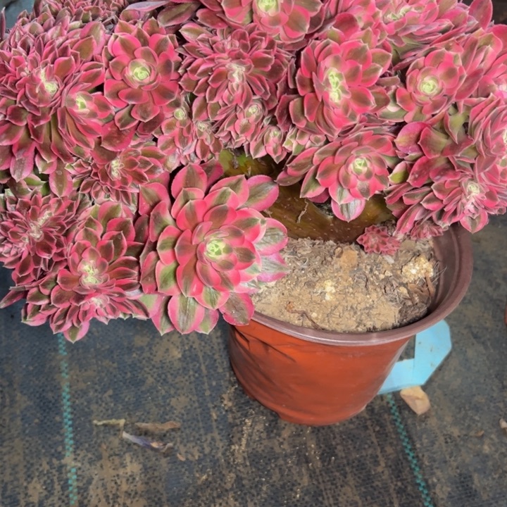 粉女巫缀474多肉法师一物一拍多肉