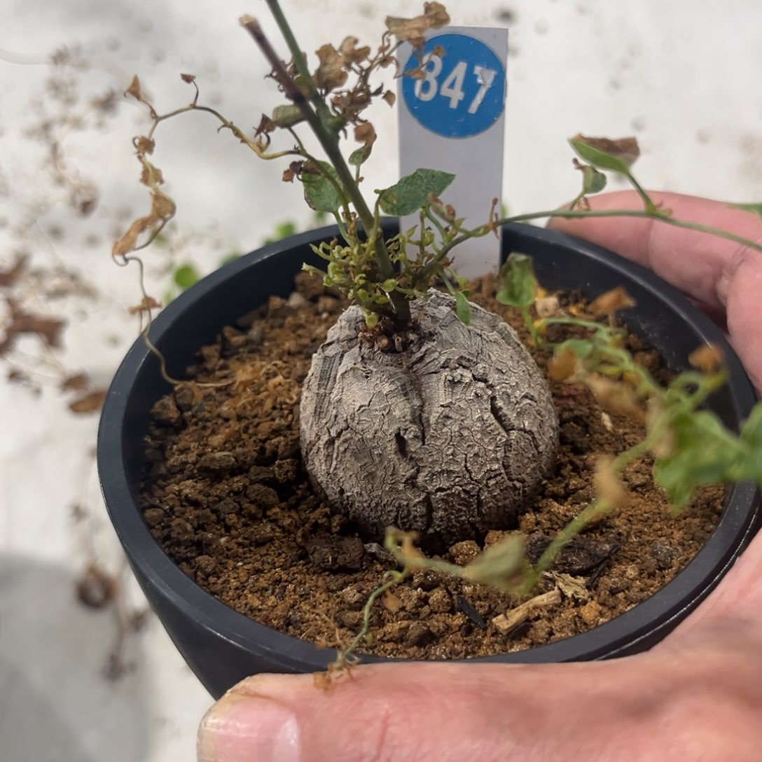 847龟甲龙带盆带土发货