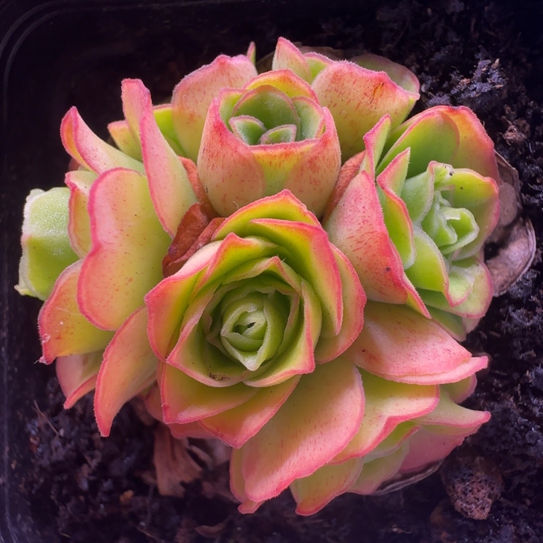 L718半城玫瑰画心不含盆土