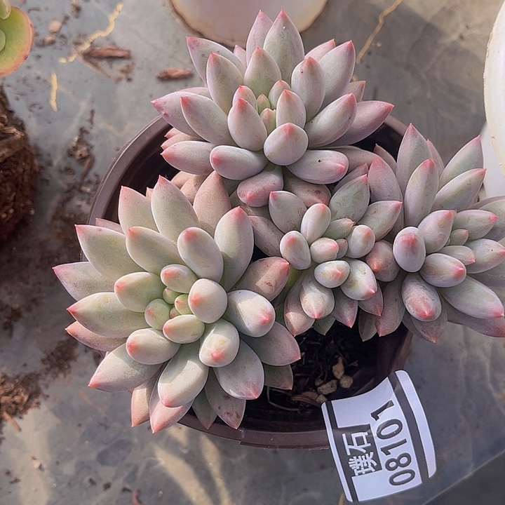 水晶球08101多肉植物