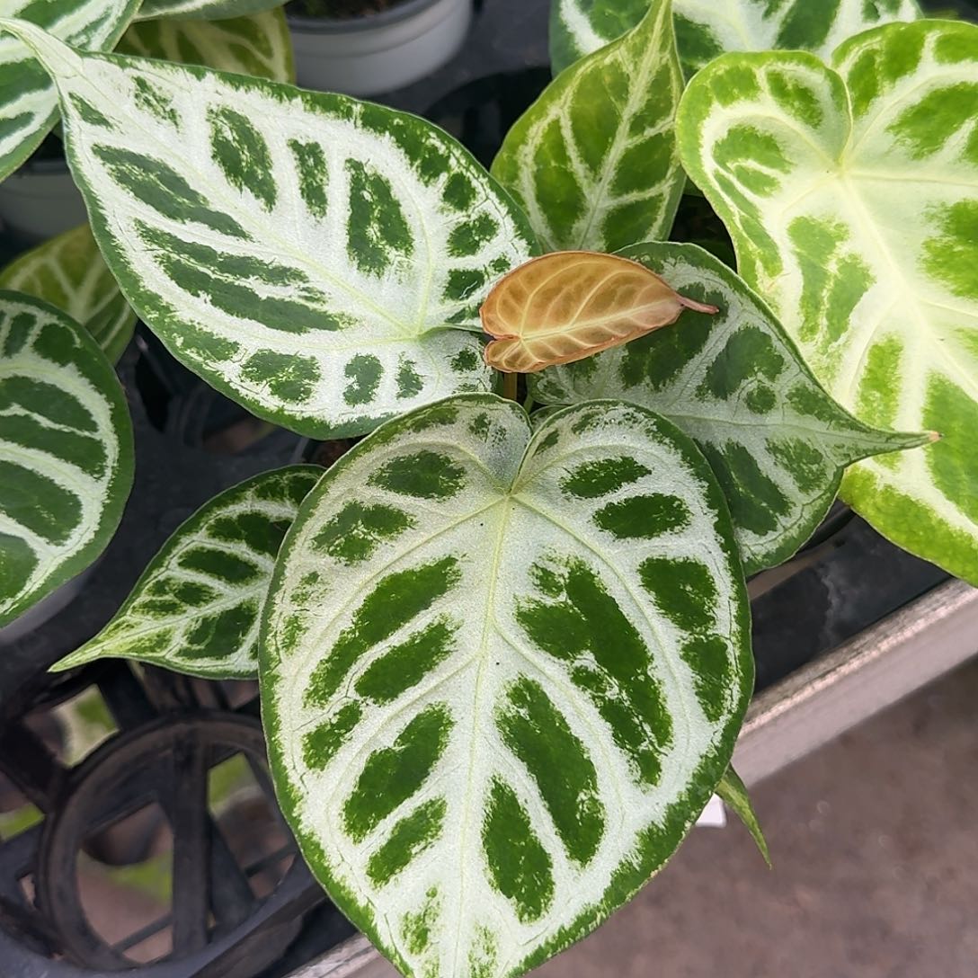 完全开放Z45铜锣烧