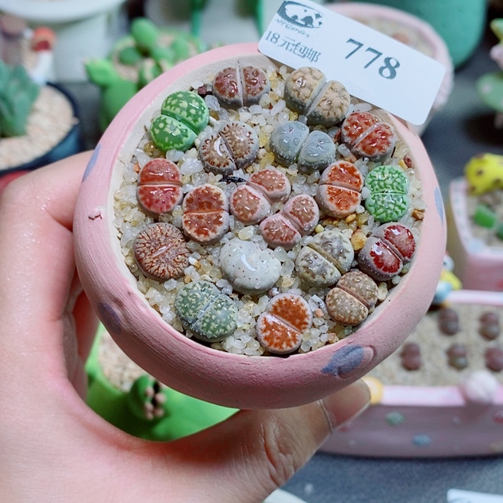 生石花花花花花花花花778