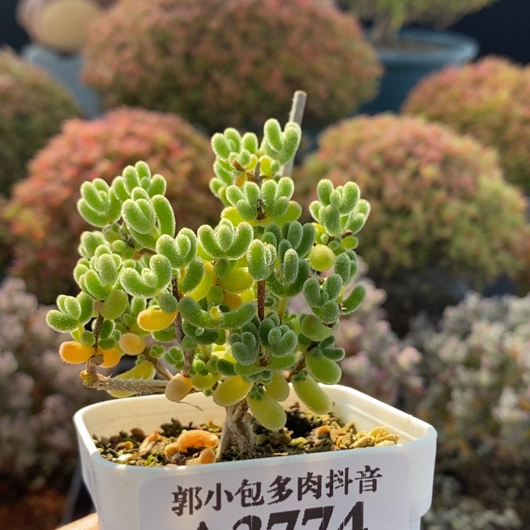 小星星3774枝干番杏